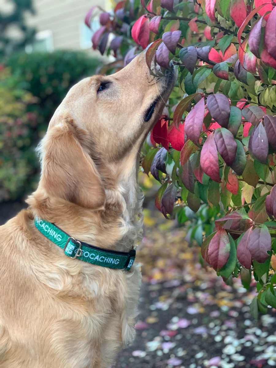Geocaching Logo Dog Collar from Cycle Dog® - Image 6