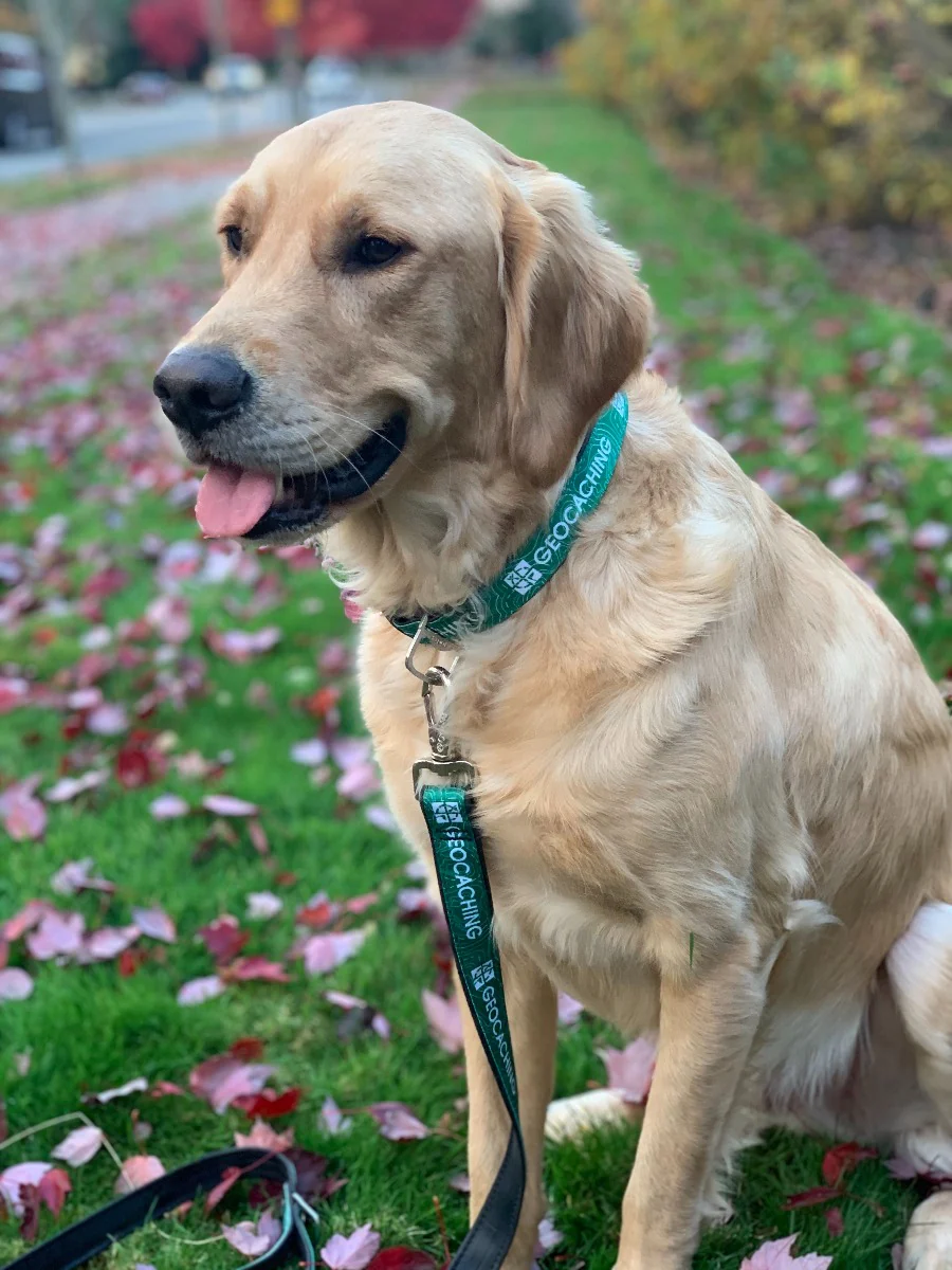 Geocaching Logo Dog Leash from Cycle Dog® - Image 3