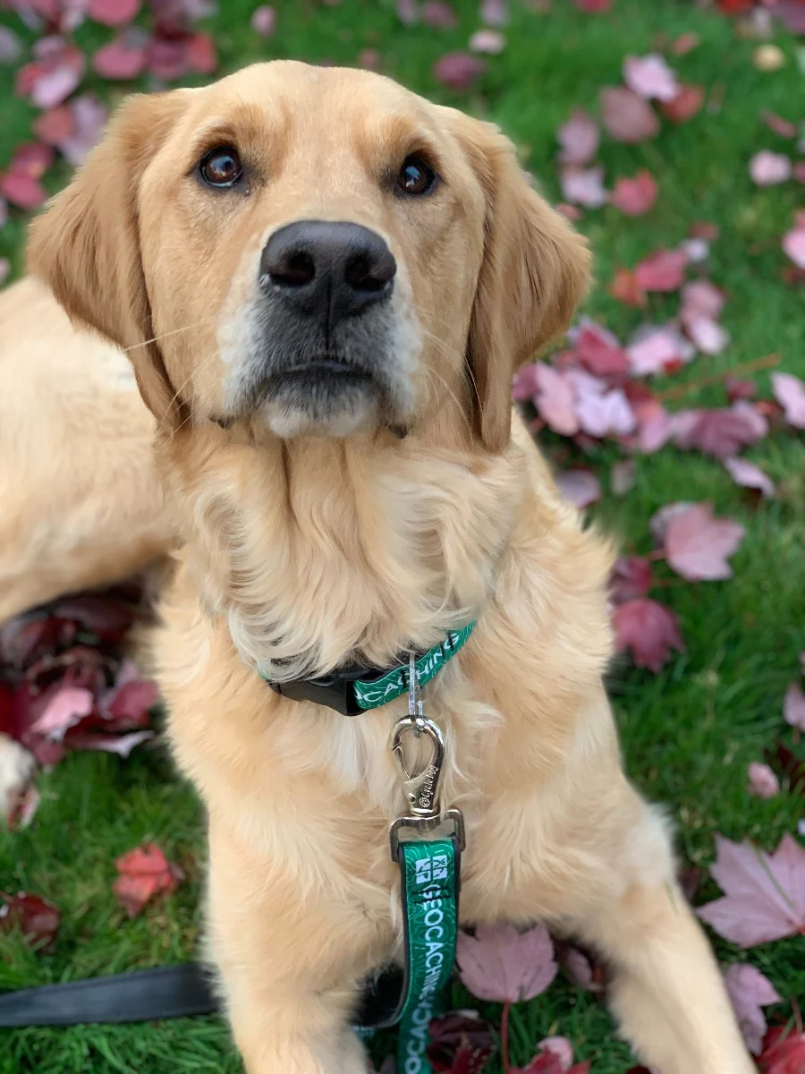 Geocaching Logo Dog Leash from Cycle Dog® - Image 4