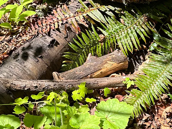 Real Wood Log Devious Cache Container - Image 2